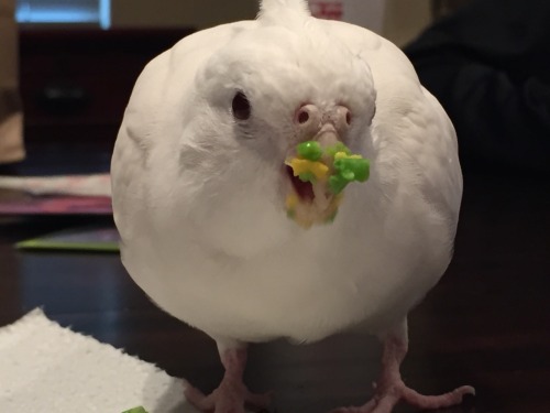 tieltavern: buddy-berry: buddy-berry: sweetiesugarbird: She round and she messy Excellent table mann