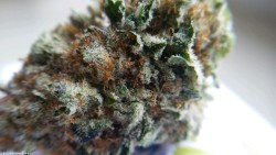 tristanemoffet: Blackberry Kush 