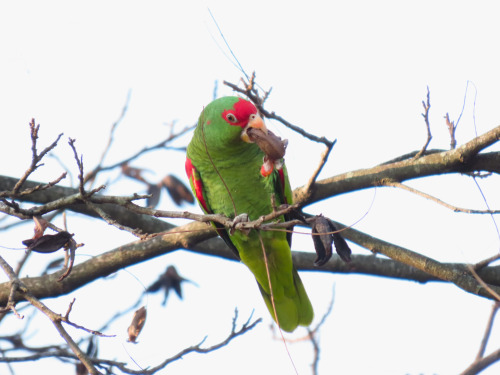 Papagaio-Charão/Red-spectacled Parrot Amazona pretrei