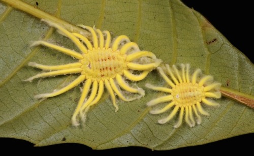 sinobug:Female Iceryine Scale Insects (Icerya sp., Monophlebidae, Coccoidea)  by Sinobug (itchydogim