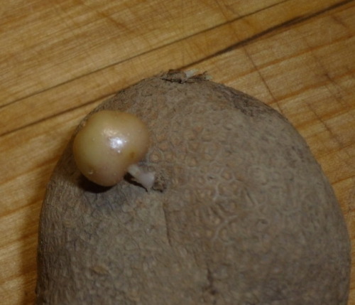 I’ve seen sprouts on potatoes lots of times, but this is the first time I’ve seen a potato grow a po
