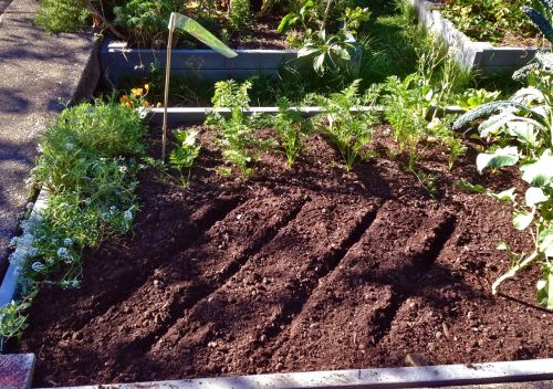 Harvesting the last of my potatoes and snow peas freed up lots of space in my raised bed. So I turne