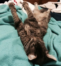 derpycats:  Nero was sleeping like this! Sweet lil baby.