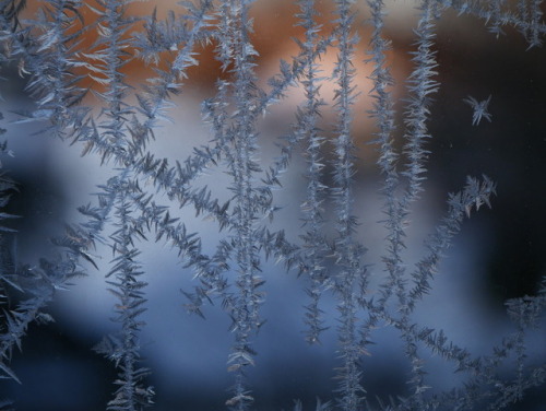 qbphotographs:Ice crystals