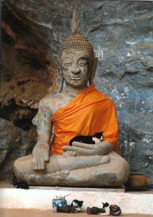 maybethings: inthemoodforportnawak: Buddah Cats - KyleKahotek (Imgur) Buddhas know what’s up. 