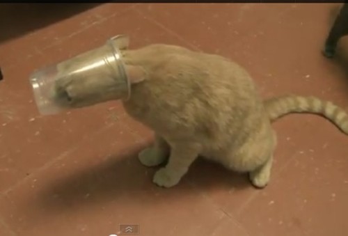 jonnovstheinternet:  Cats stuck in things 