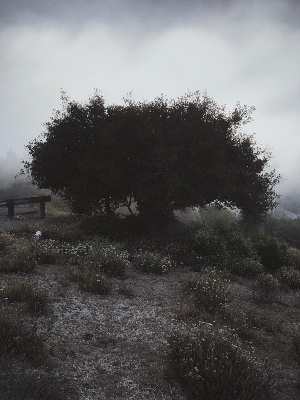 rononie: Sunrise / Idyllwild, ca