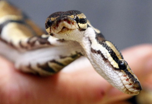 livelyspaghetti:A two-headed royal python born in Weigheim, Germany, back in 2011. Both heads are ac