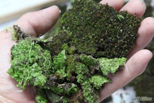 spellbookbitch:thankthegodsbelow:permaniche:widewalls-artmagazine:HOW TO MAKE MOSS GRAFFITI - STEP B