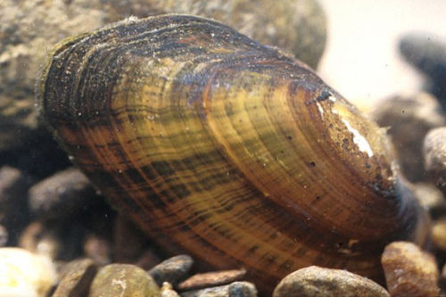 Appalachian Elktoe (Alasmidonta raveneliana)
….a critically endangered species of freshwater Unionid bivalve which is endemic to several mountain river systems in western North Carolina and eastern Tennessee. Specifically, the Little Tennessee and...