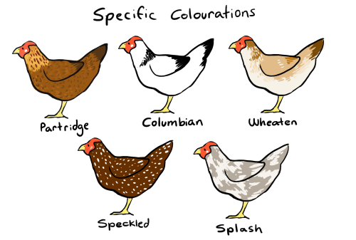 badcharacterdesign:luxtempestas:CHICKEN DIVERSITY MASTERPOSTsomething i put together that might also