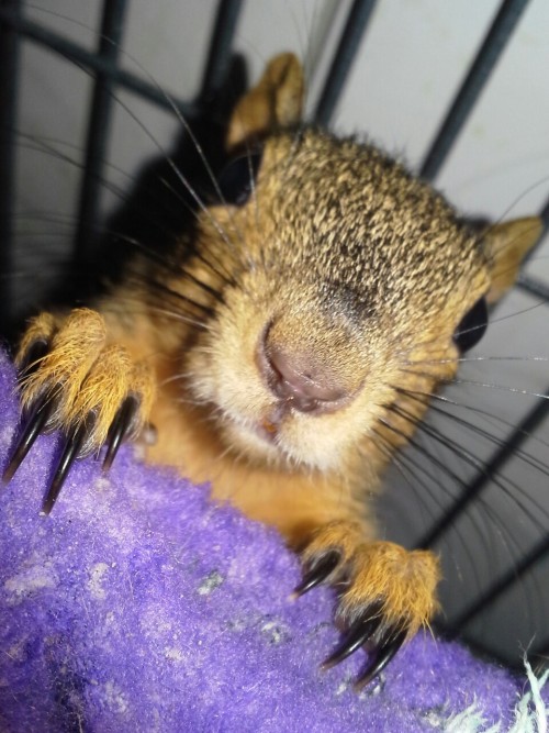 Damon is getting big! He’s starting to wean himself off milk and eat solids. He still doesn&rs