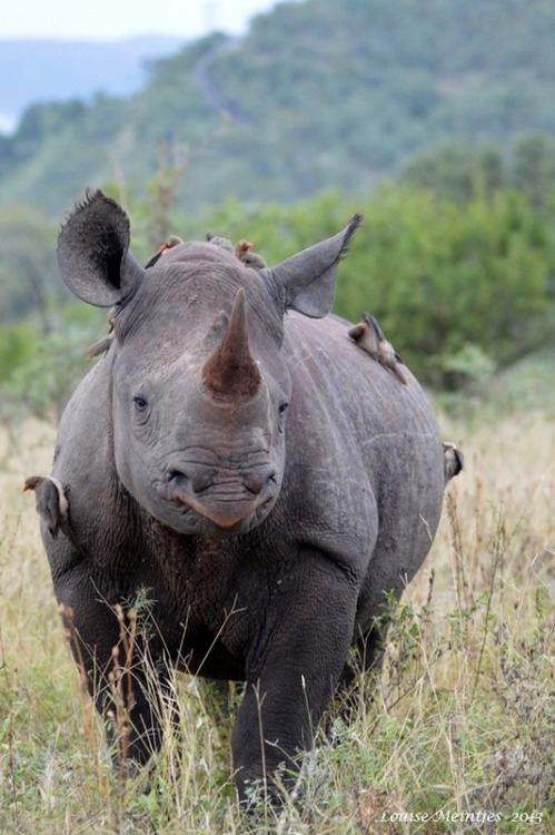 wapiti3:Black Rhinoceros (Diceros bicornis)Arno Meintjes photos