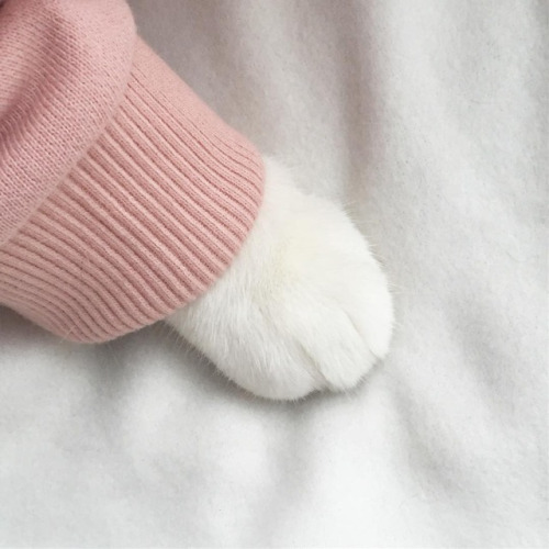 White cat stimboard for anon &lt;333(Srcs:  x x | x x x | x x  )