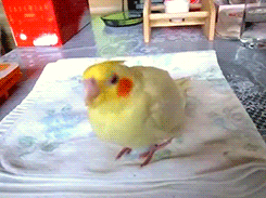 tootricky:  Baby cockatiel (source) 