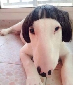 gunzonyatmblr:  shootmeadub:  powerjock: binches:  i think i saw her at starbucks reading erotic fiction   this dog has terf bangs stop   Lil Debbie out here wylin  Omgggg
