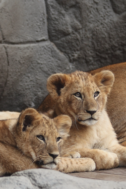 thelavishsociety:Lion Cubs by Dieter Müßler