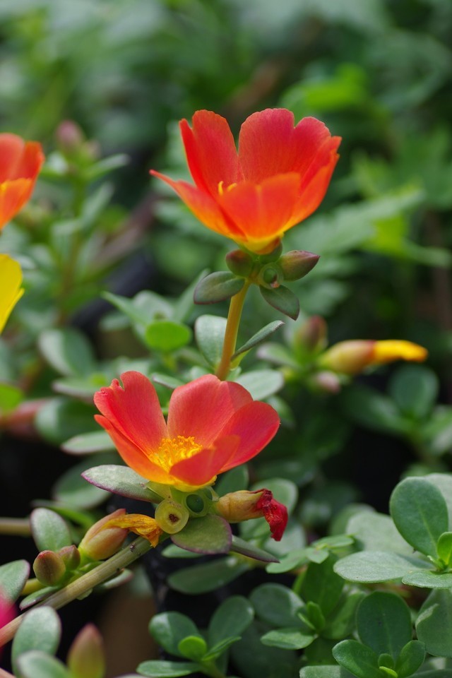 Uyamt ポーチュラカportulaca