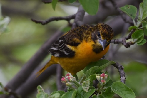 Baltimore Oriole inspecting blossoms along the shore. Not quite ready yet. This is a female bird