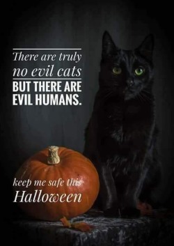 Namekian-Maoh:sadly, Halloween Is One Of The Worst Time Of Year For Black Cats…If