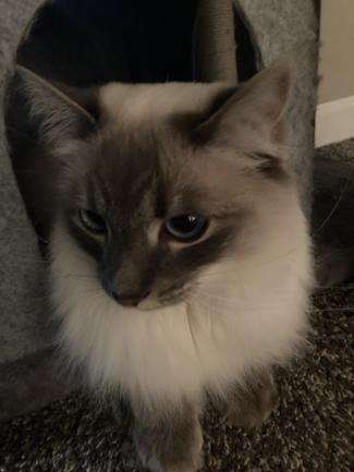 A gray and white cat poking his head out of a cat tower