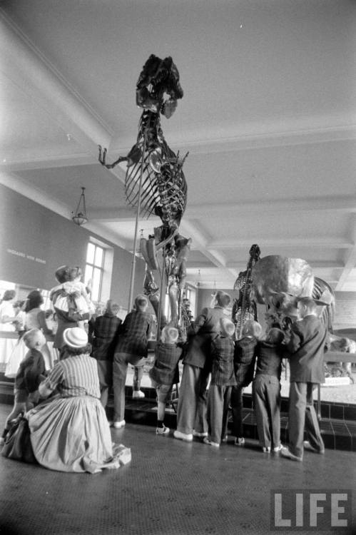 The King family view a dinosaur(Stan Wayman. 1959)