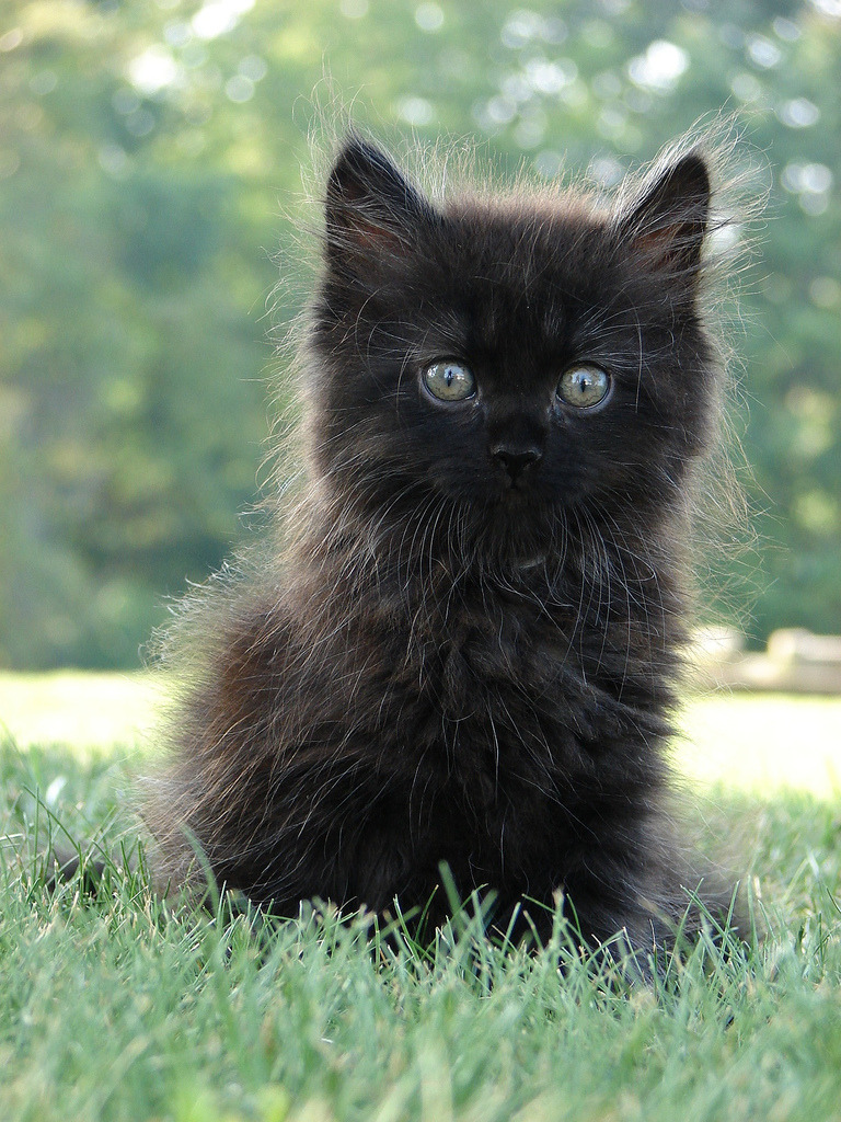 cybergata:  Soffee by Theresa on Flickr.