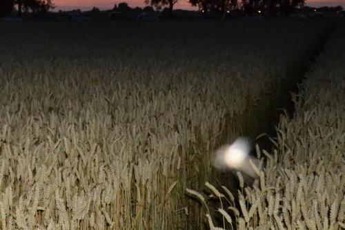 nuclearharvest:strange orb pictures from same location