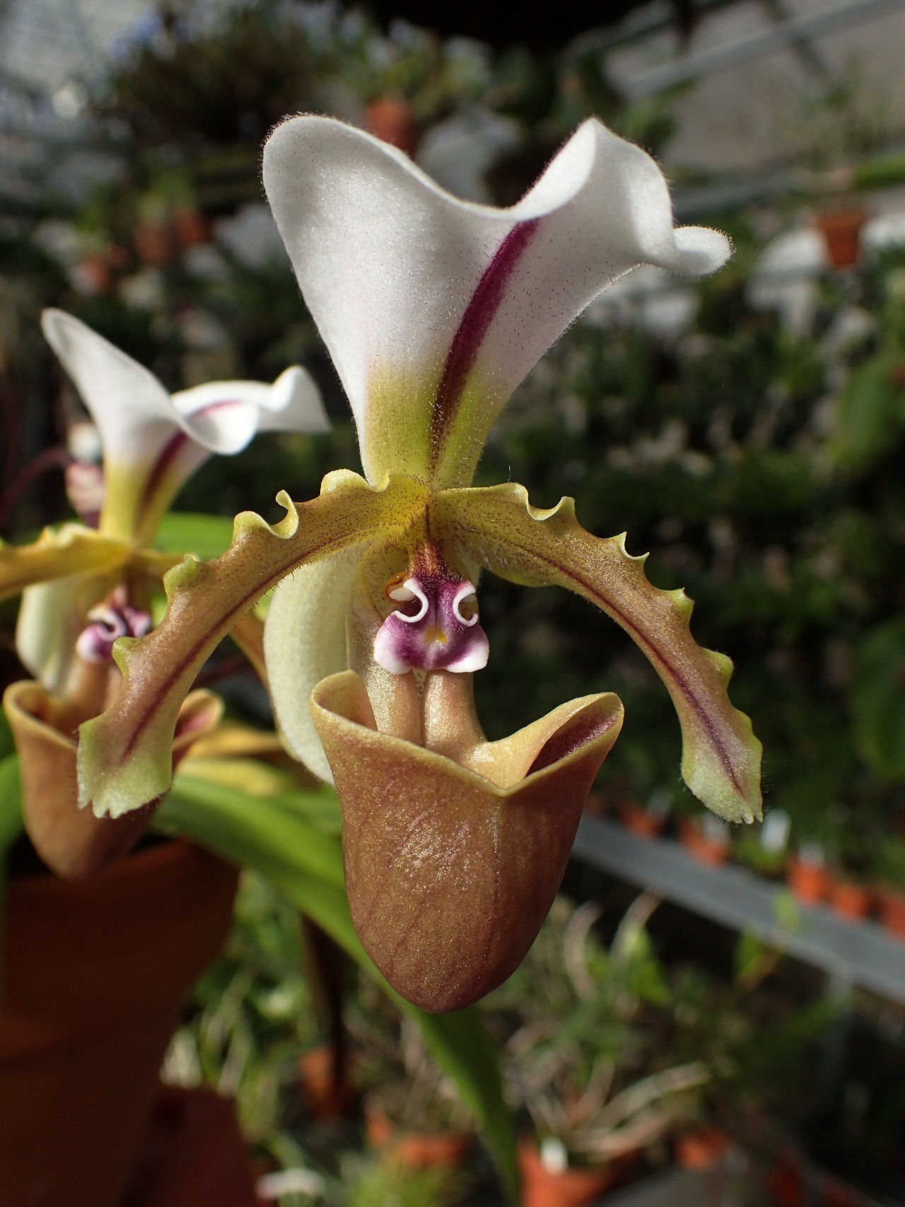 orchid-a-day:  Paphiopedilum spicerianumSyn.: Cypripedium spicerianum; Paphiopedilum