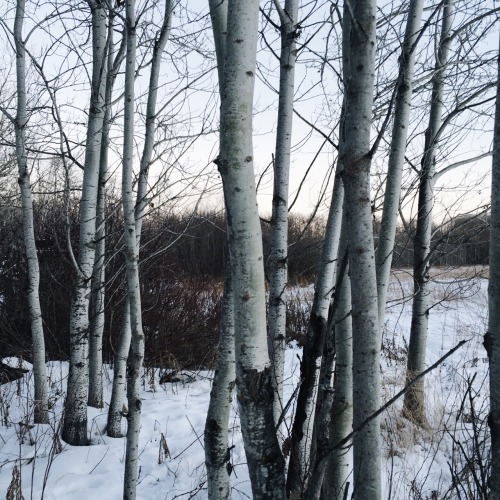 autumncat:a walk in the woods // this is what bon iver’s music looks like in my mind.