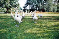 caerum:  ot35 - march of the swans by johnnytakespictures on Flickr.  x