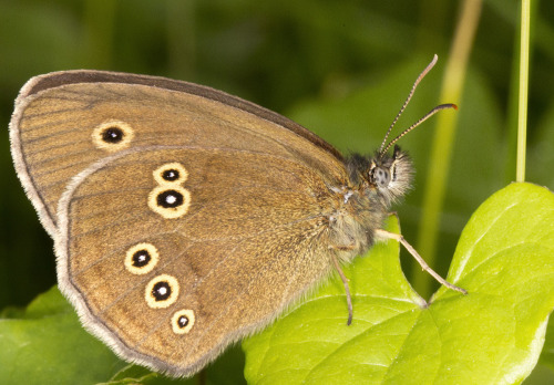 Ringlet, Aphantopus hyperantus.