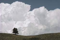 unrar:  A lone pine tree under a cloud-filled