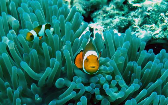 marinebiologyshitposts:0rdi-deactivated20211118:marinebiologyshitposts:clownfish be like “i know a spot” and take you to a fucking deadly sea organismThis post would’ve been a lot better if you didn’t say the f word. Grow up.yes hello