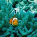 marinebiologyshitposts:0rdi-deactivated20211118:marinebiologyshitposts:clownfish be like “i know a spot” and take you to a fucking deadly sea organismThis post would’ve been a lot better if you didn’t say the f word. Grow up.yes hello