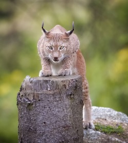 Beautiful-Wildlife:  Straight By Uwe Gibkes 