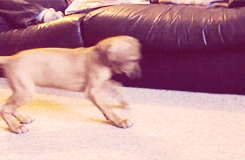 droodofoz:   kisii’s first squeaky toy  … i don’t even know why i made this.