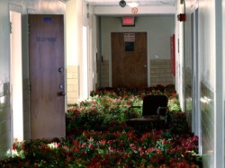 stillbornmeat:  Flowers in an abandoned mental asylum. 