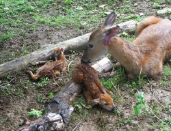 eskaibo:  shesmu:  Mystical fawn in the eternal glade.  who put this log here &gt;_