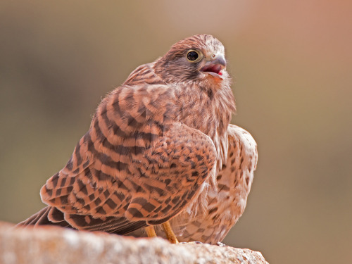 juvenile Common Kestrel (Falco tinnunculus) >>by Artemy Voikhansky