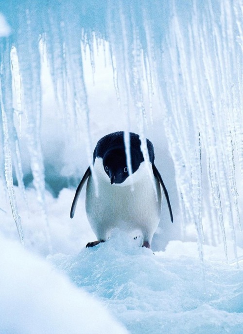 6reat-photos:An Adélie Penguin peeks out from an ice cave.by Discovery