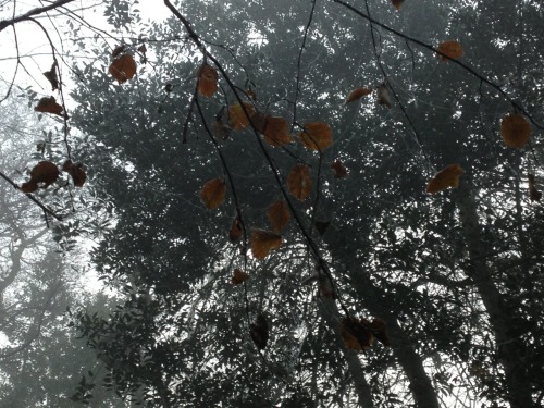 sickwoods:SICK WOODS