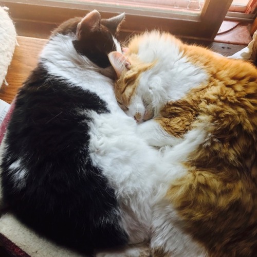 since it’s irl pet day here’s some pictures of my special boys loving each other and giv
