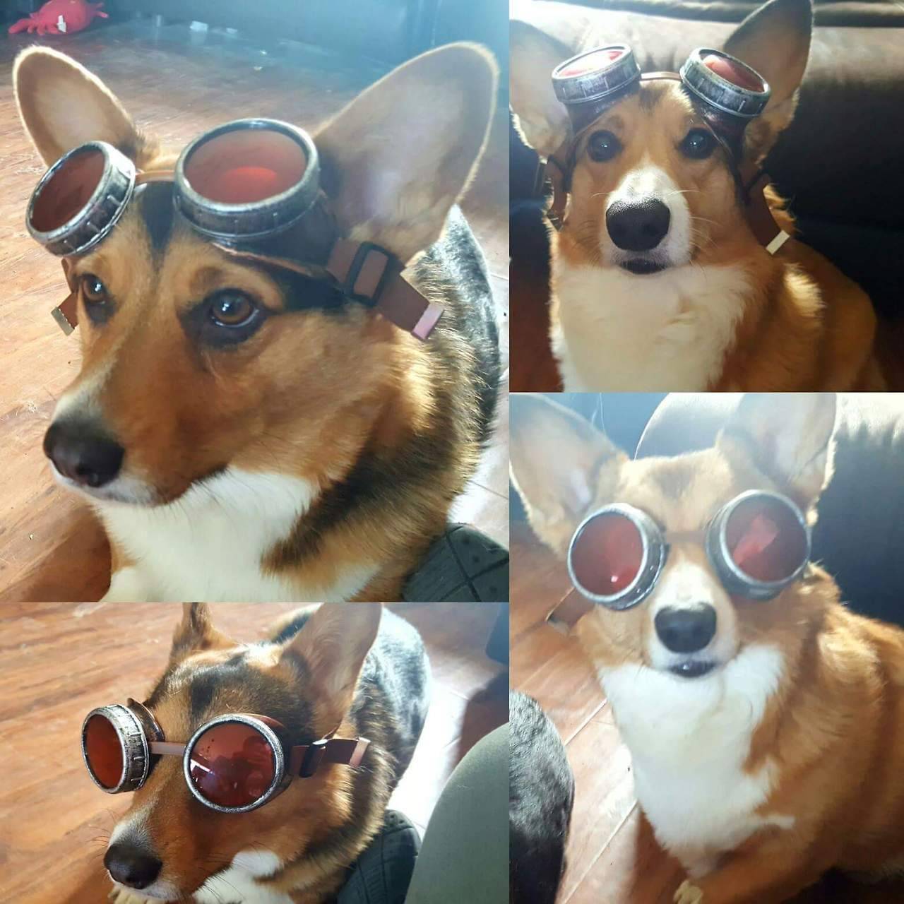 husky-corgi:  Not sure how my wife got them to stay still for long enough to take