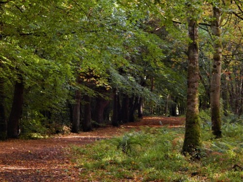 autumn walks