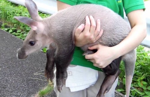 havemanymonkeys: who’s a little aardvark then?