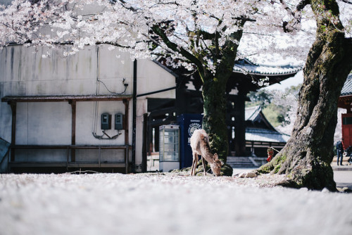 harukari: 奈良県奈良市の東大寺にある by 鬼小右 on Flickr.