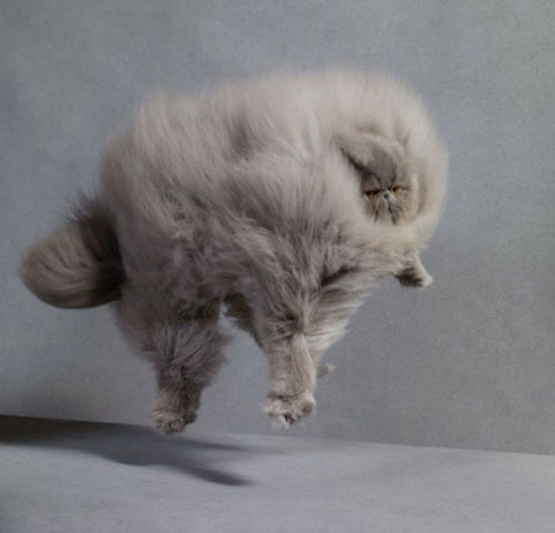 missenchantment: stormandozone: boredpanda: 20+ Of The Fluffiest Cats In The World @curiouslich So m