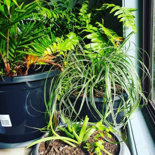 Green green, gimme that green #plantlife #plants #plantsofinstagram #indoorplantsdecor #indoorplants