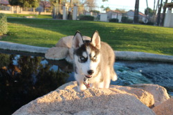 6woofs:  Mr. King of the Mountain 